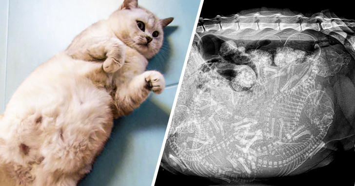 16 Pet Owners Reveal the Strangest Photos of Their Furry Friends