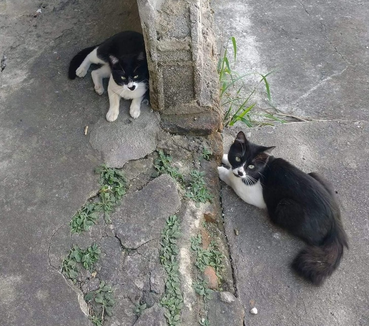 16 Pet Owners Reveal the Strangest Photos of Their Furry Friends