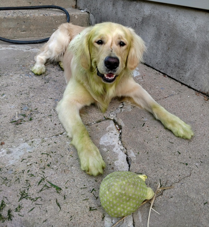 16 Pet Owners Reveal the Strangest Photos of Their Furry Friends