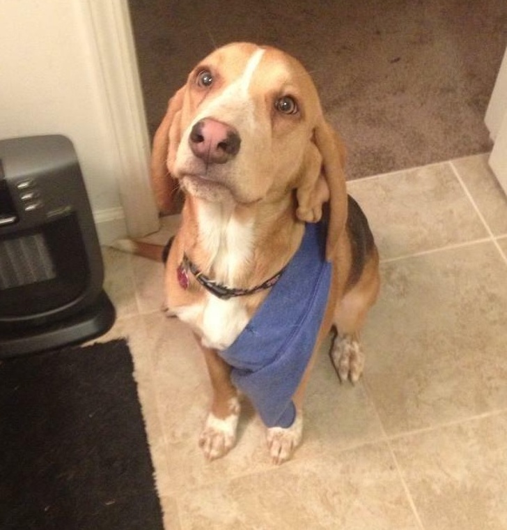 16 Pet Owners Reveal the Strangest Photos of Their Furry Friends