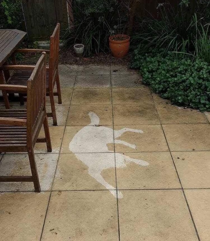 16 Pet Owners Reveal the Strangest Photos of Their Furry Friends