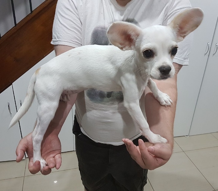 16 Pet Owners Reveal the Strangest Photos of Their Furry Friends