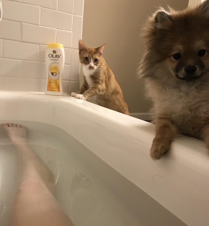 16 Pet Owners Reveal the Strangest Photos of Their Furry Friends