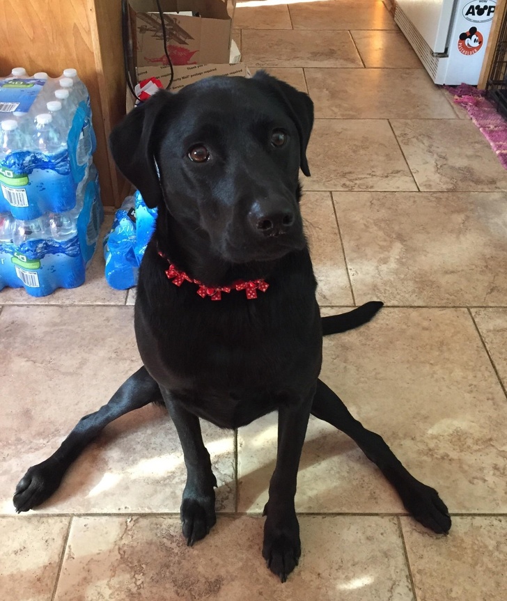 16 Pet Owners Reveal the Strangest Photos of Their Furry Friends