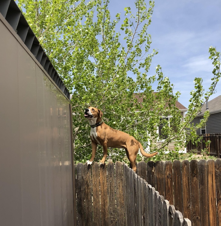 16 Pet Owners Reveal the Strangest Photos of Their Furry Friends