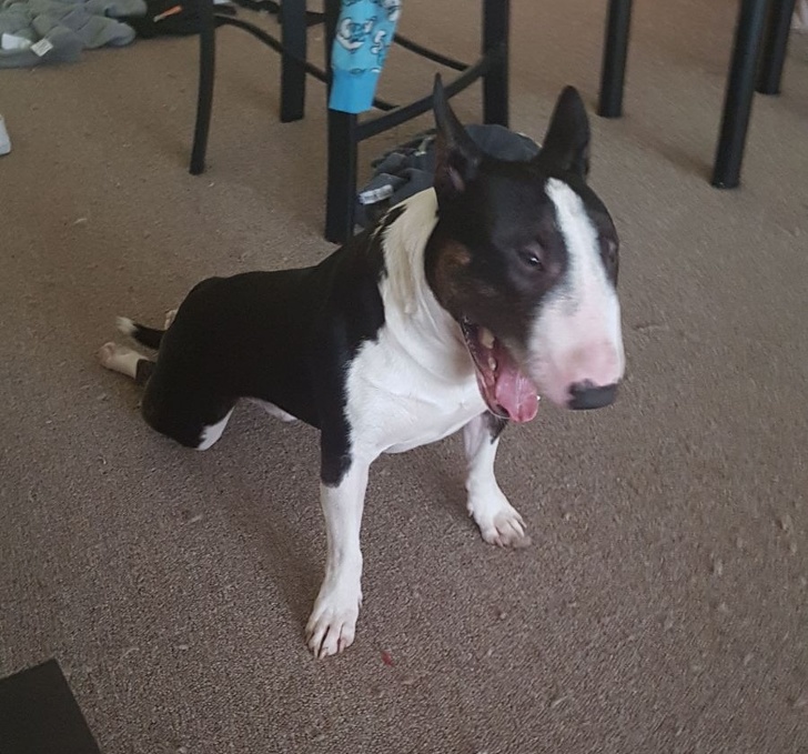 16 Pet Owners Reveal the Strangest Photos of Their Furry Friends