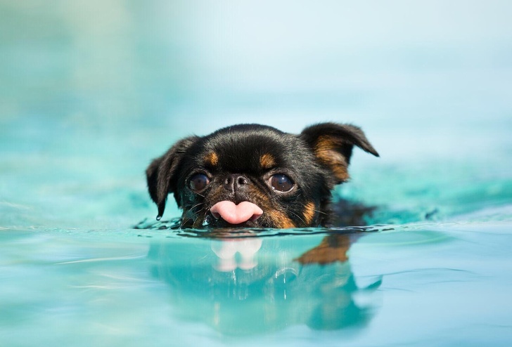 16 Pet Owners Reveal the Strangest Photos of Their Furry Friends