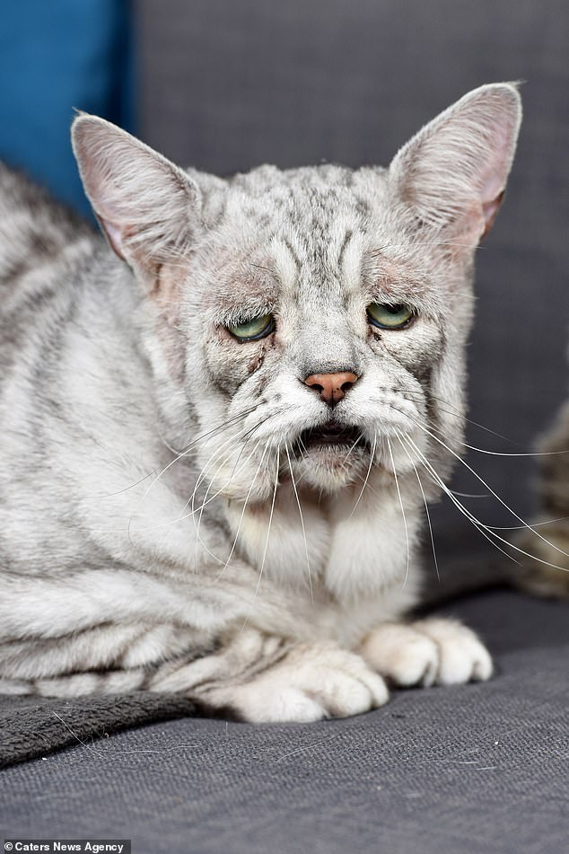 A Rescued Cat Looks Sad And Droopy But In Actual Is A Happy And Jolly