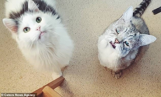 Toby with his bestie Quinton. The two cats were both adopted by Chris and Georgina from the same shelter
