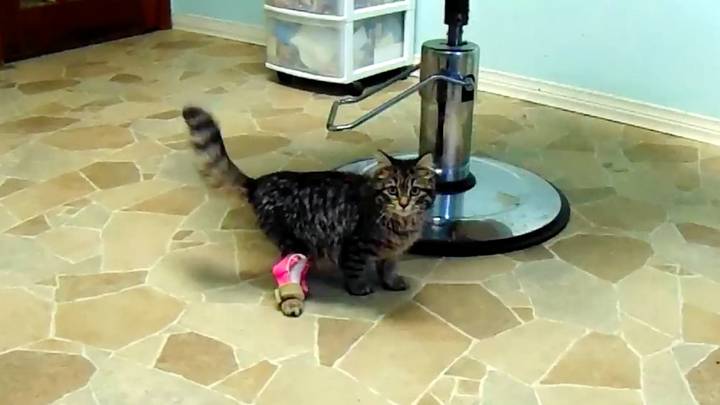 Wobbly Kitten Walks Straight For First Time Thanks To 3D-Printed Leg