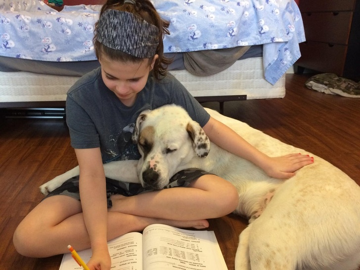 23 Photos Proving Every Family Needs a Pet