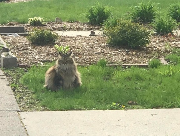 23 Photos Proving Every Family Needs a Pet