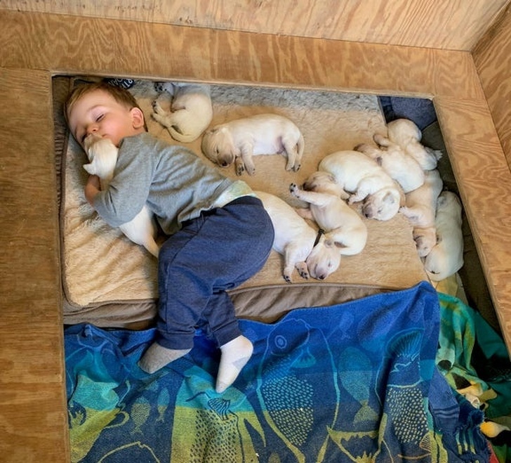 23 Photos Proving Every Family Needs a Pet