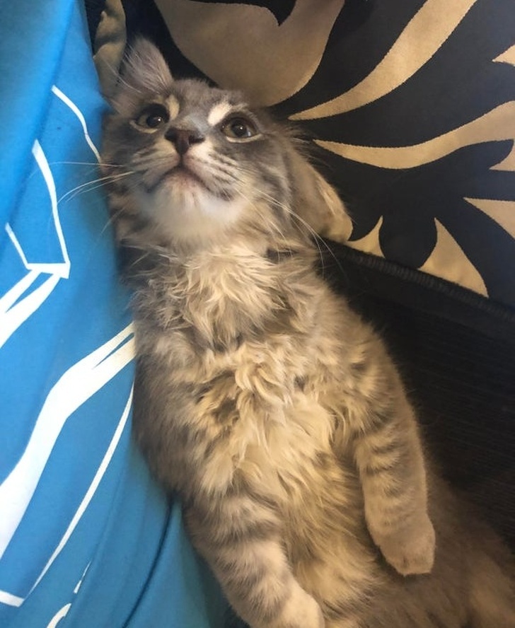 23 Photos Proving Every Family Needs a Pet