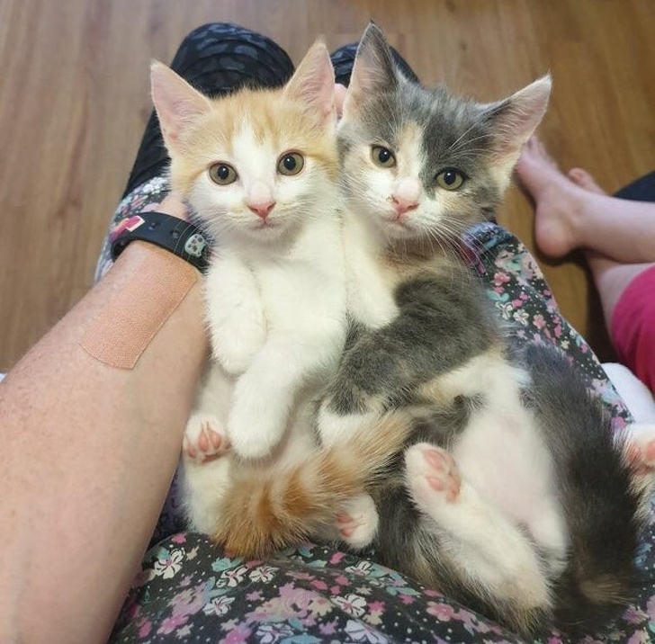 23 Photos Proving Every Family Needs a Pet