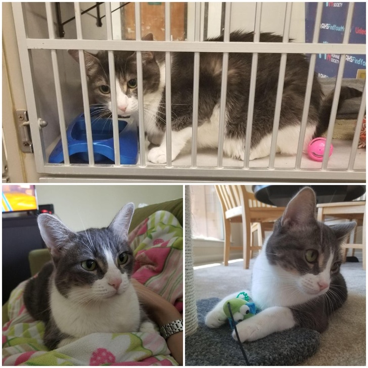 23 Photos That Show How Priceless It Is to Give Homeless Animals a New Life