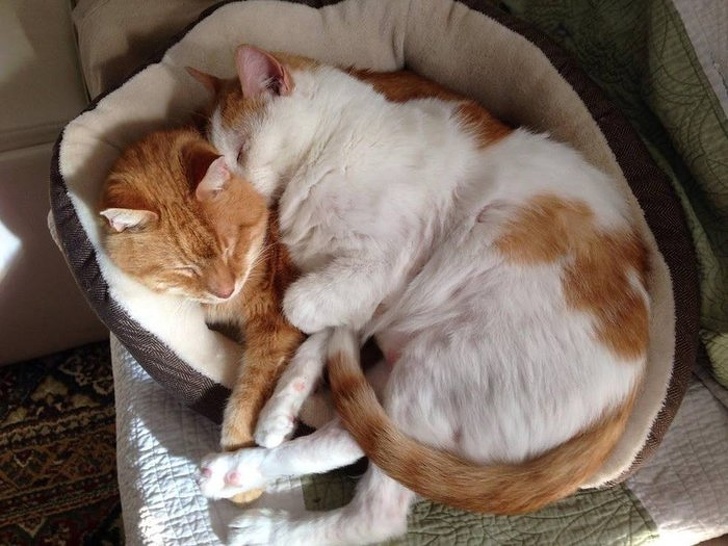 23 Photos That Show How Priceless It Is to Give Homeless Animals a New Life