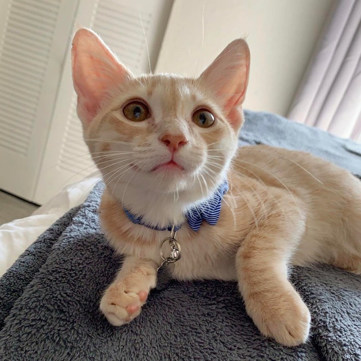 23 Photos That Show How Priceless It Is to Give Homeless Animals a New Life