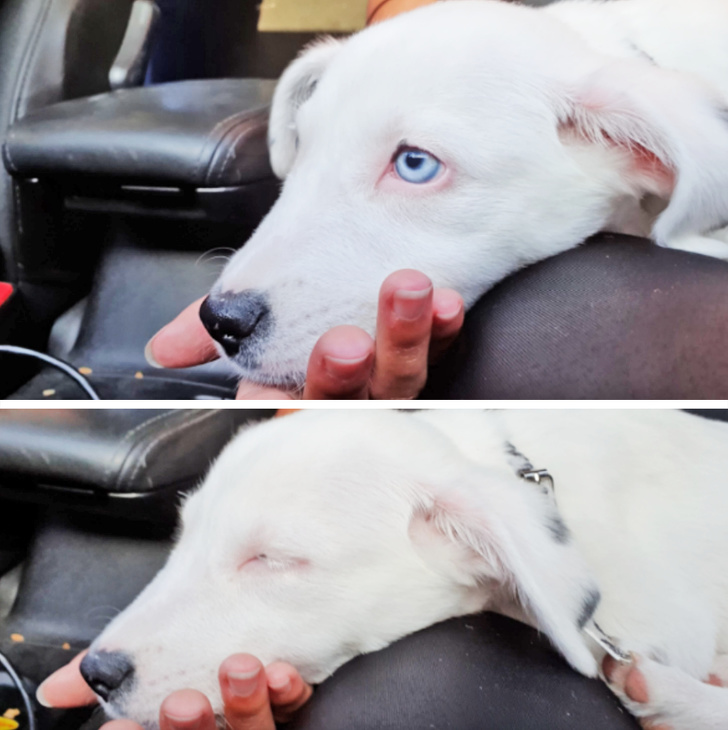 23 Photos That Show How Priceless It Is to Give Homeless Animals a New Life