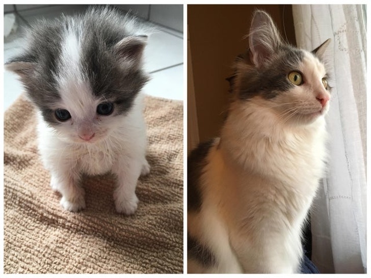 23 Photos That Show How Priceless It Is to Give Homeless Animals a New Life