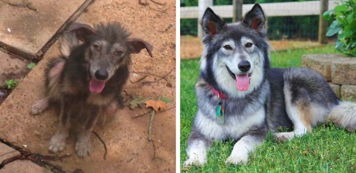 23 Photos That Show How Priceless It Is to Give Homeless Animals a New Life