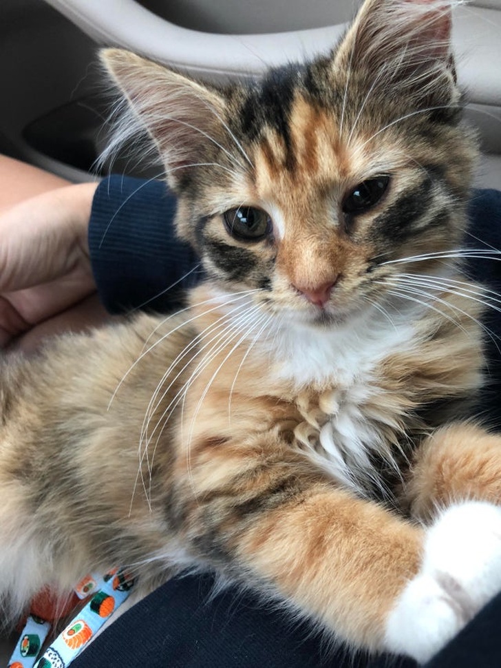 23 Photos That Show How Priceless It Is to Give Homeless Animals a New Life