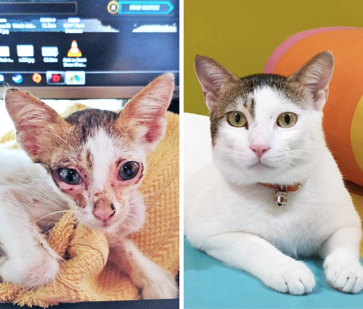 23 Photos That Show How Priceless It Is to Give Homeless Animals a New Life