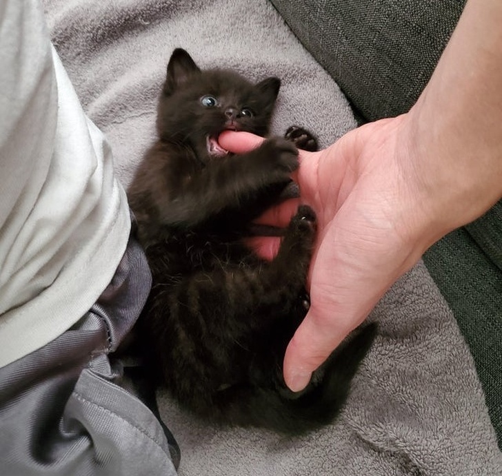 23 Photos That Show How Priceless It Is to Give Homeless Animals a New Life