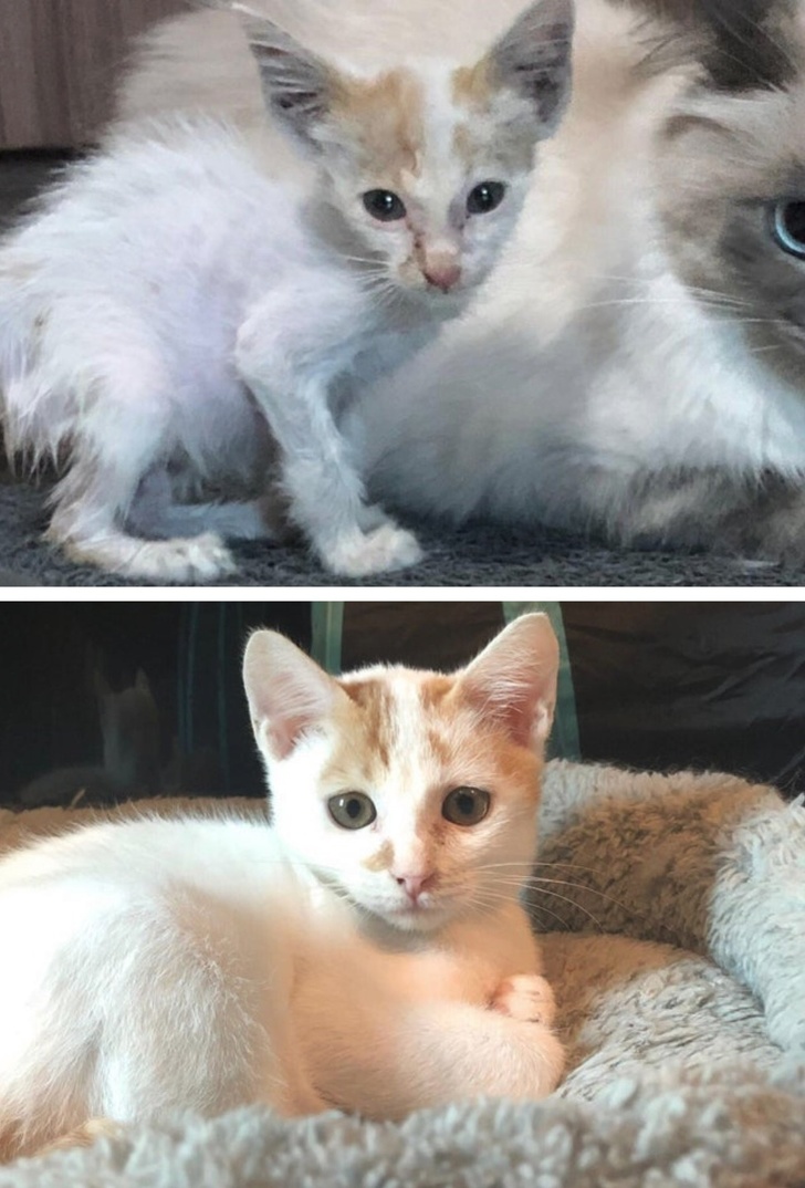 23 Photos That Show How Priceless It Is to Give Homeless Animals a New Life