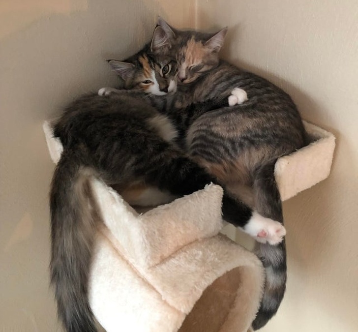 23 Photos That Show How Priceless It Is to Give Homeless Animals a New Life