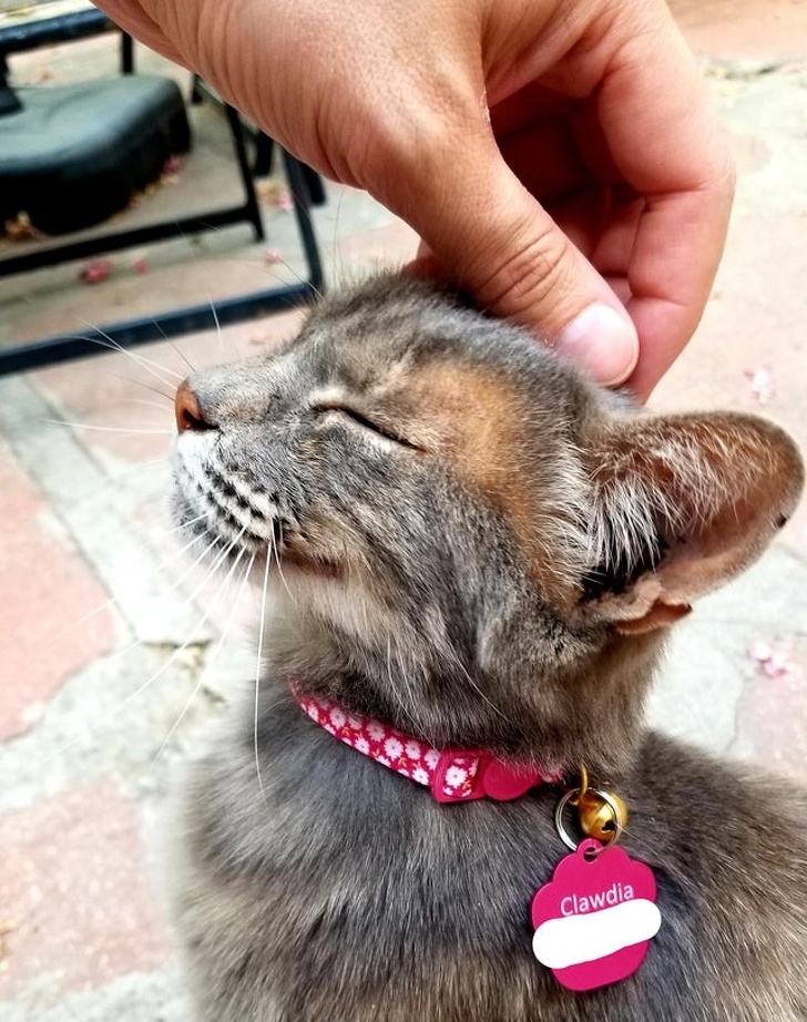 23 Photos That Show How Priceless It Is to Give Homeless Animals a New Life