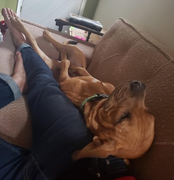 23 Photos That Show How Priceless It Is to Give Homeless Animals a New Life