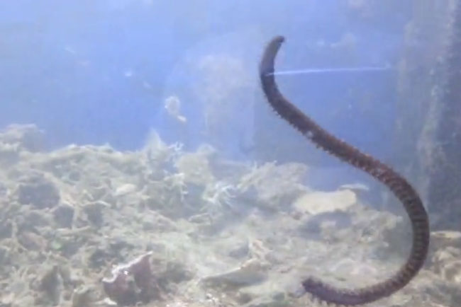 Man Found A 3ft-Long Bobbit Worm While Cleaning His Aquarium - Small Joys