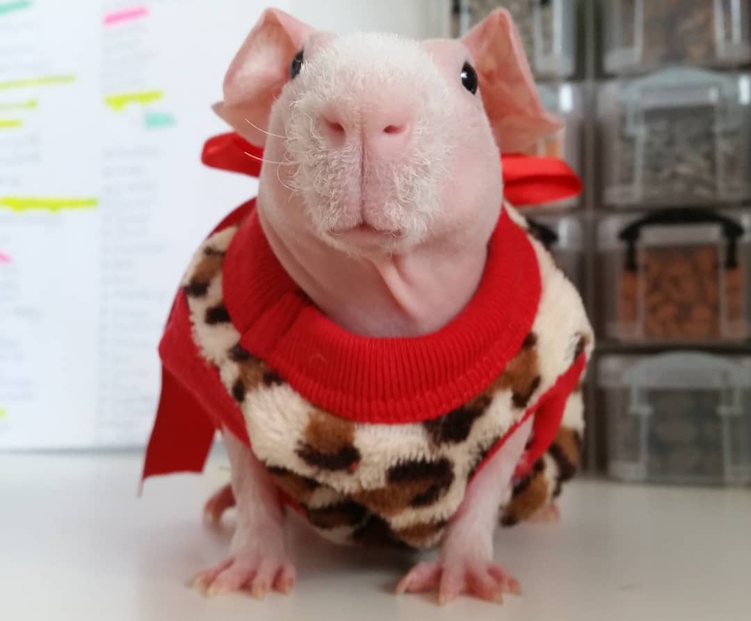The Most Beautiful Skinny Pig Who Loves To Pose For The Camera Small Joys