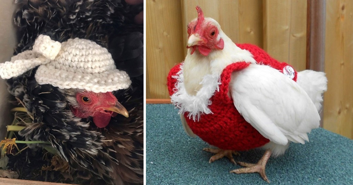 These Chickens Look So Adorable With Their Stylish Knitted Outfits ...