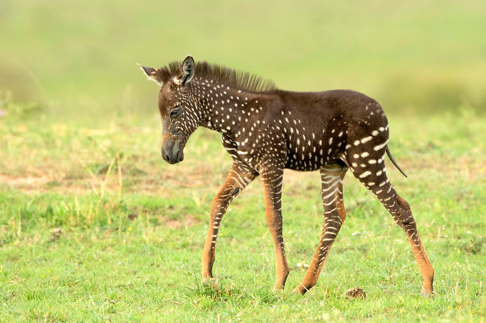 Ce Bebe Zebre Est Ne Avec Des Taches A La Place De Rayures Vonjour