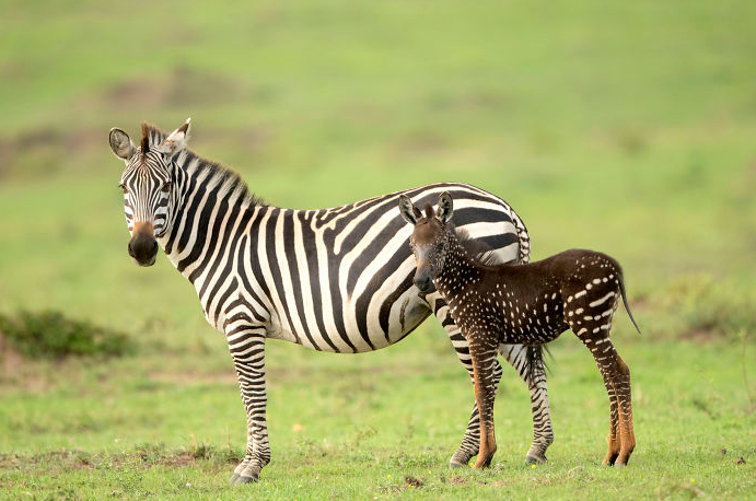 Ce Bebe Zebre Est Ne Avec Des Taches A La Place De Rayures Vonjour