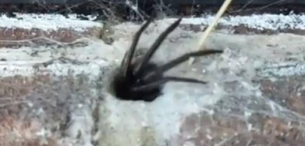 A Terrifying Moment Caught on Camera of A Green-Fanged Cannibal Spider ...