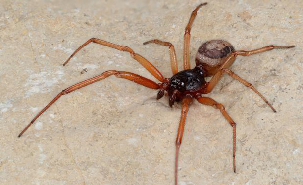 Venomous False Widow Spider Has Made People Disabled - Small Joys