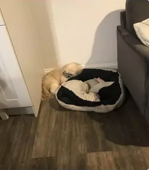 Loving Dog Always Leaves Space On Cushion For His Puppy Pal Who Passed Away One Year Ago *** Пёс уступает место лучшему другу, хотя того усыпили год назад.