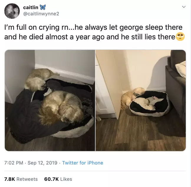 Loving Dog Always Leaves Space On Cushion For His Puppy Pal Who Passed Away One Year Ago *** Пёс уступает место лучшему другу, хотя того усыпили год назад.