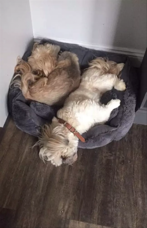 Loving Dog Always Leaves Space On Cushion For His Puppy Pal Who Passed Away One Year Ago *** Пёс уступает место лучшему другу, хотя того усыпили год назад.