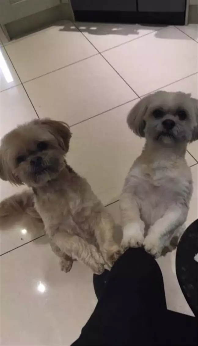 Loving Dog Always Leaves Space On Cushion For His Puppy Pal Who Passed Away One Year Ago *** Пёс уступает место лучшему другу, хотя того усыпили год назад.