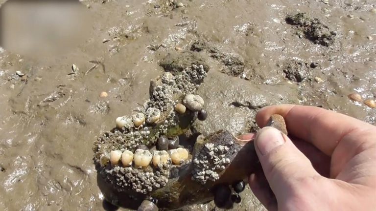 Skulls Ribs And Jawbones Found On The Deadman S Island Small Joys