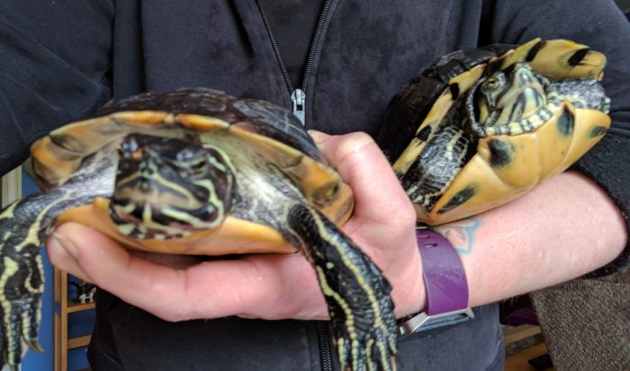 The Two Tiny Turtles From The Movie 'Rocky' Are Now 44 Years Old And ...