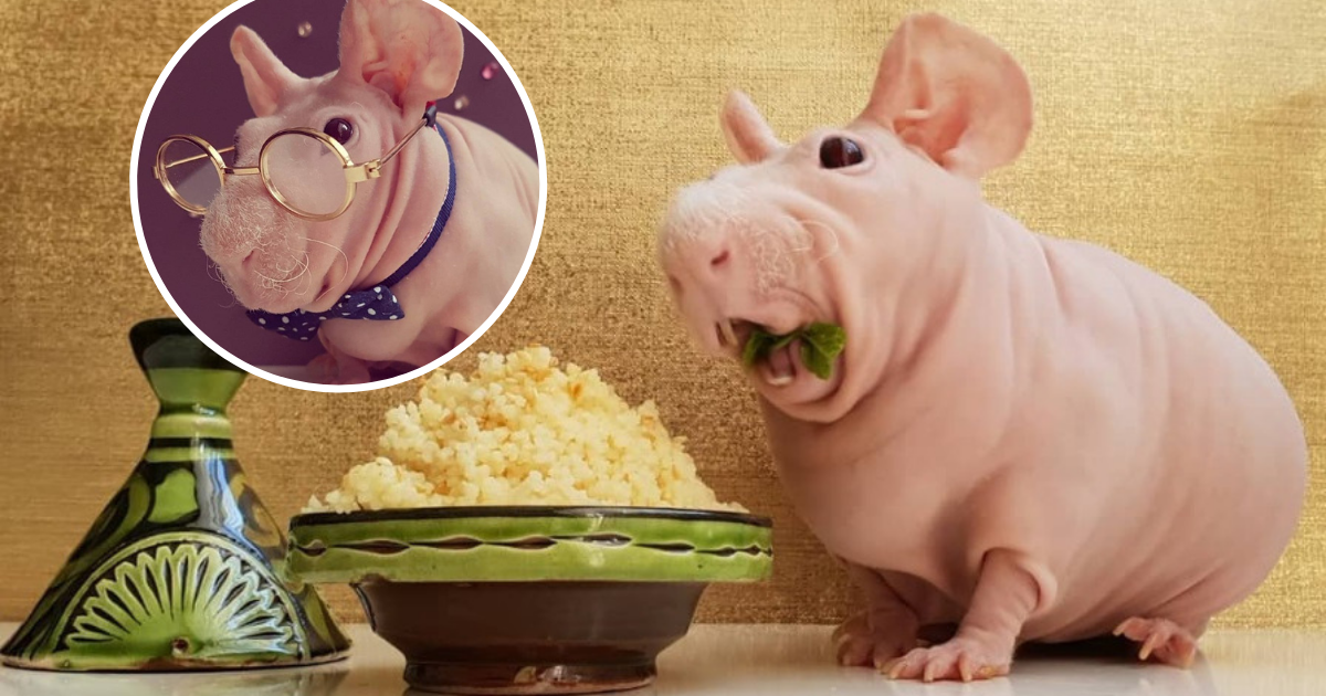 Ludwik The Hairless Guinea Pig Turned From Homeless To Celebrity By