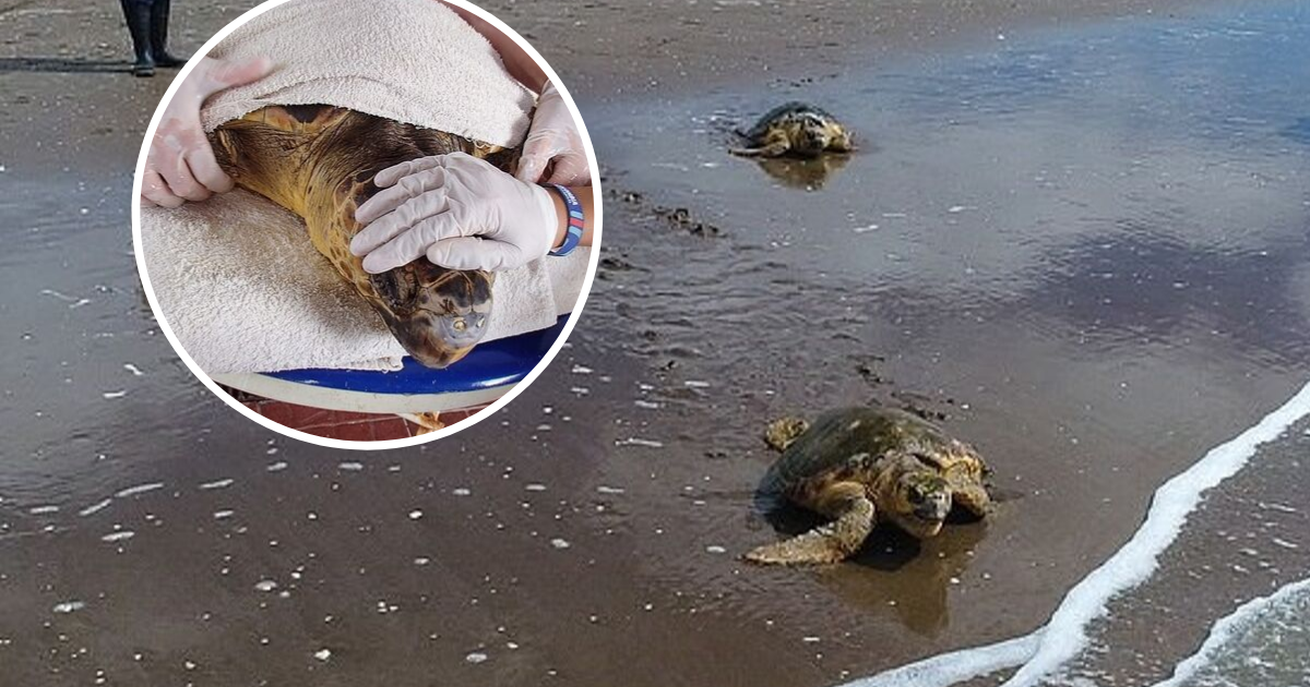 Sea Turtles Treated For Injuries Caused By Plastic After Being Rescued ...