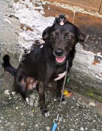 Dog Spotted Carrying A Group Of Opossum Friends On Its Back - Small Joys