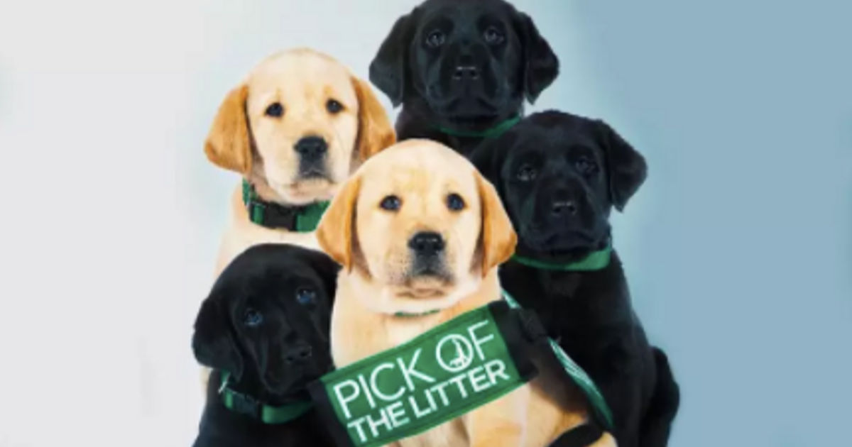 New Netflix Documentary Film Pick of the Litter Was Rated