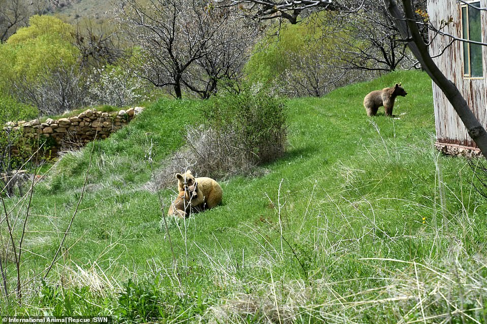 But after MailOnline highlighted their plight, readers donated thousands of pounds and the two malnourished and traumatised animals were finally freed